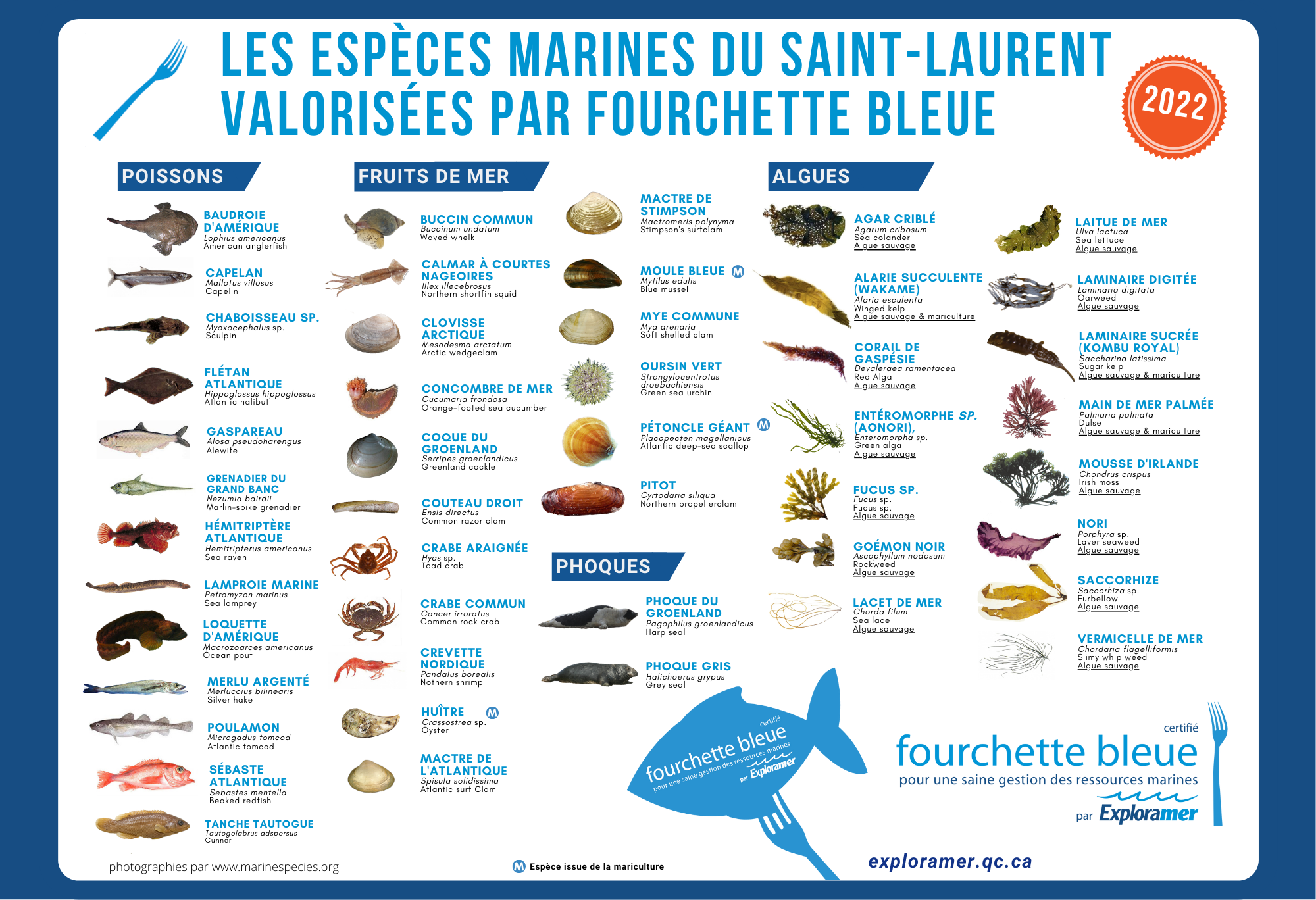 Liste espèces Fourchette bleue 2022