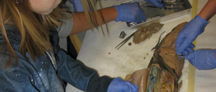 Scalpel !