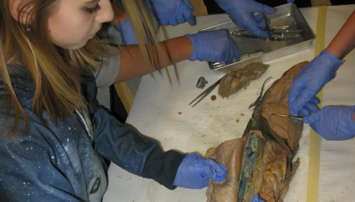 Scalpel !