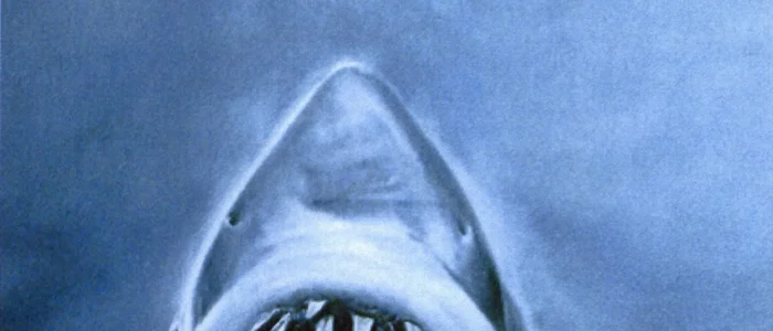 Requins : non coupables !