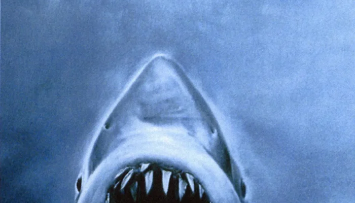 Requins : non coupables !