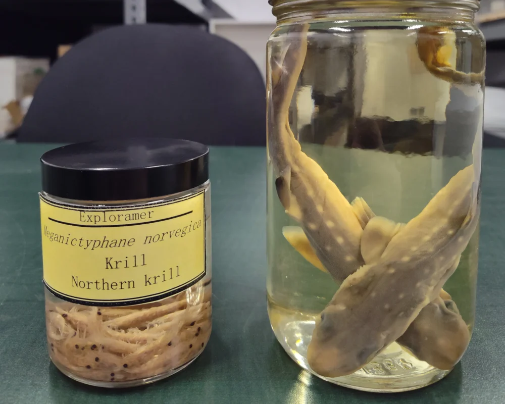Écofacts conservés dans l’alcool : Krill atlantique et deux poissons. À noter : un spécimen conservé dans l’alcool garde sa souplesse ainsi qu’une partie de sa couleur d’origine.