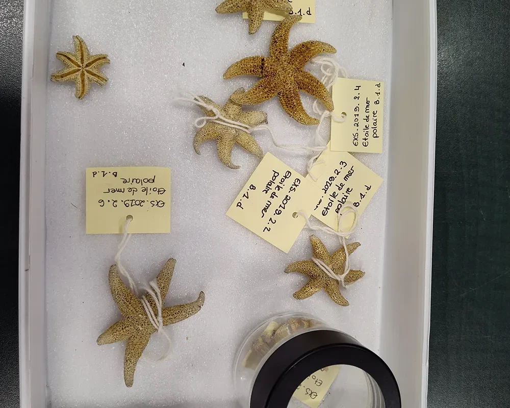 Quelques spécimens d’étoiles de mer polaires. Cette espèce d’échinoderme est commune dans le Saint-Laurent. Une étoile de mer se conserve bien si elle est nettoyée à l’alcool, puis asséchée avec du sel, puis à l’air.
