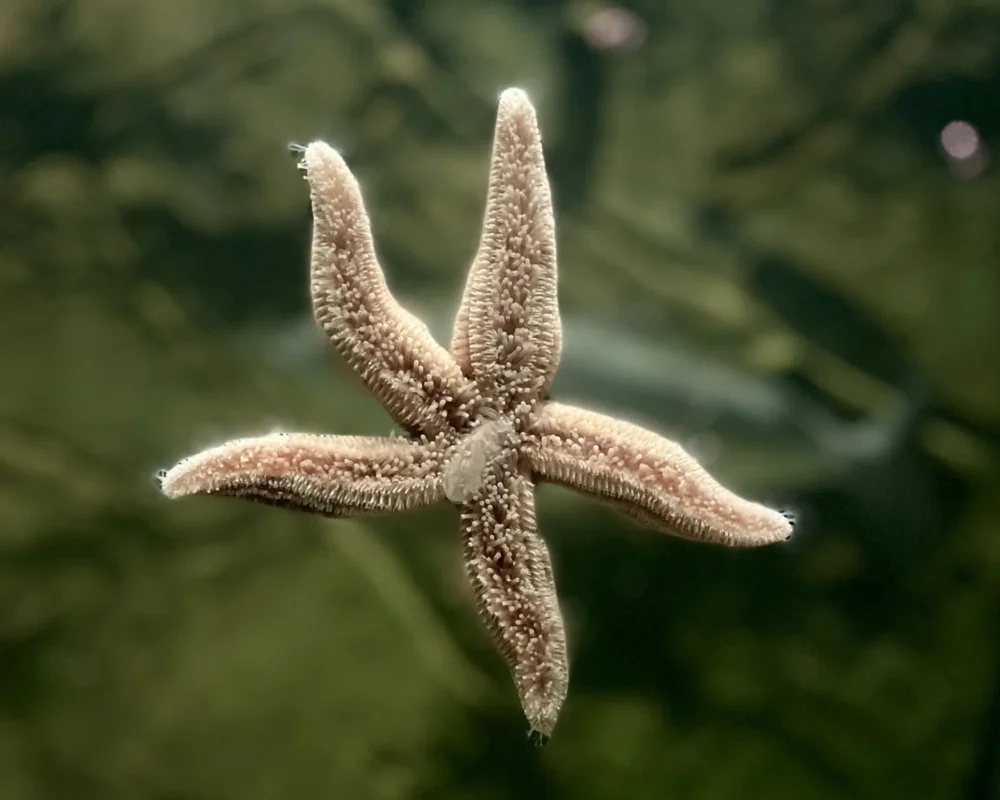Étoile de mer commune