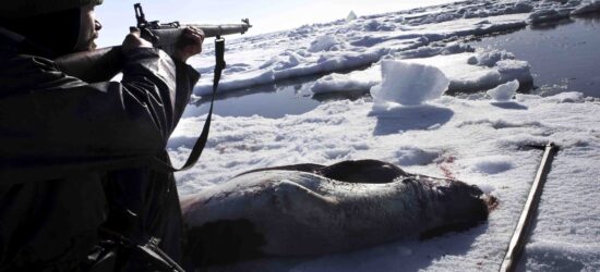 Formation Chasse aux Phoques 2026